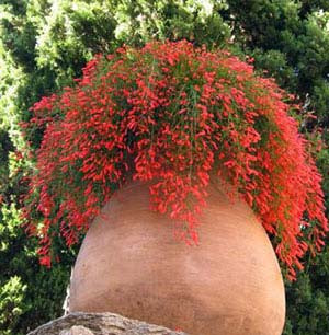 Русселия ХВОЩЕВИДНАЯ (растение)