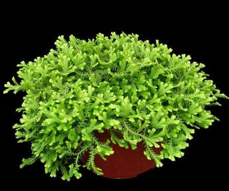 Селагинелла (растение)