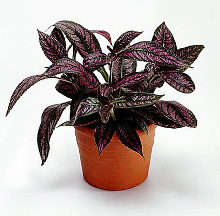 Стробилантес ДАЙЕРА (растение)