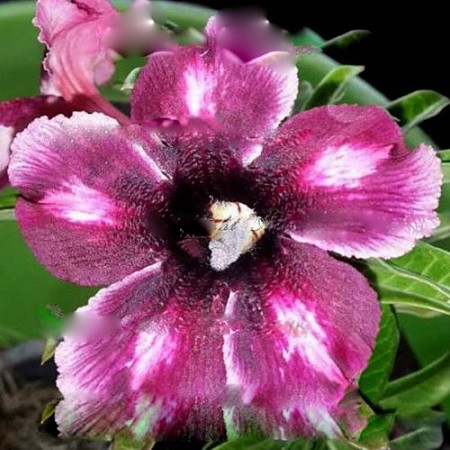 Adenium Obesum Desert Rose SOUR GRAPES (семена)