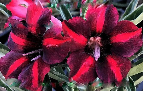 Adenium Obesum Desert Rose RED SCOTCH (семена)