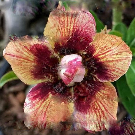 Adenium Obesum Double Flower SUN RAY (семена)