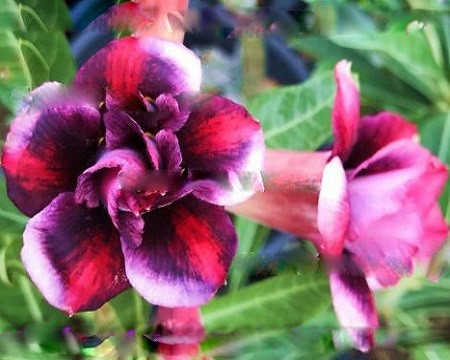 Adenium Obesum Double Flower LADY MOON (семена)