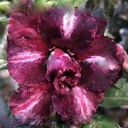 Adenium Obesum Double Flower BYZANTIUM (семена)