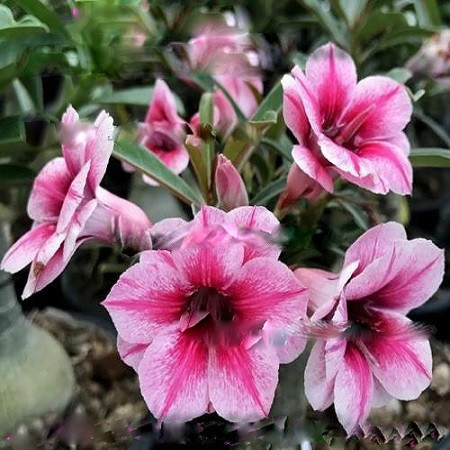 Adenium Obesum Double Flower THUMBELINA (семена)