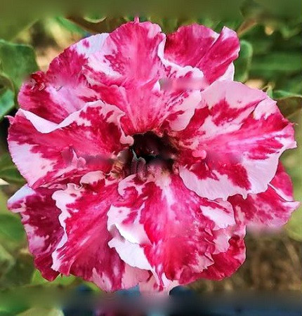 Adenium Obesum Double Flower MARBLE WORLD (семена)
