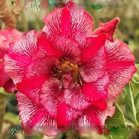 Adenium Obesum Double Flower FLASH (семена)
