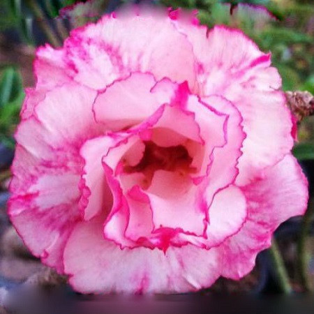 Adenium Obesum Triple Flower COTTON CANDY (семена)