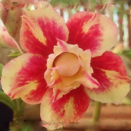 Adenium Obesum Double Flower SUN GLITTER (семена)