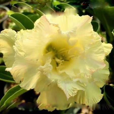 Adenium Obesum Double Flower PINEAPPLE DELIGHT (семена)