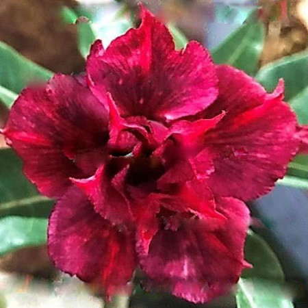 Adenium Obesum Double Flower SCARLET (семена)