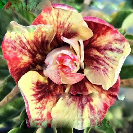 Adenium Obesum Double Flower MANGO TWIST (семена)
