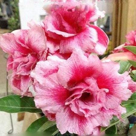 Adenium Obesum Triple Flower PLEASURES BLOOM (семена)