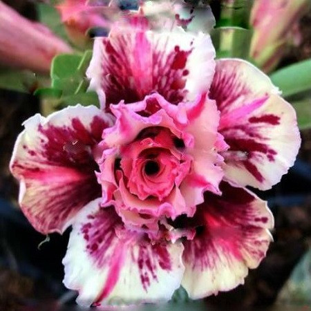Adenium Obesum Triple Flower RAINBOW (семена)