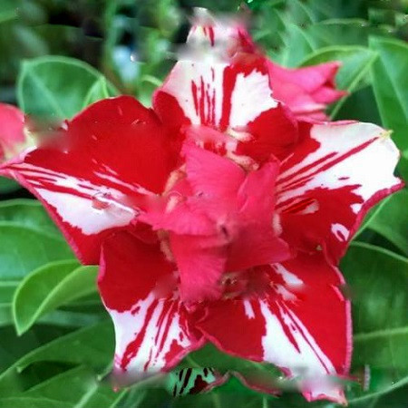 Adenium Obesum Triple Flower PEPPERMINT CANDY (семена)