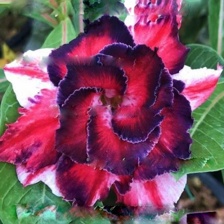 Adenium Obesum Triple Flower WHIRLPOOL (семена)