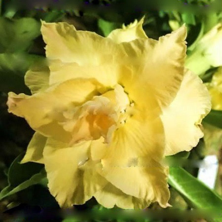 Adenium Obesum Triple Flower YELLOW DUCKLING (семена)