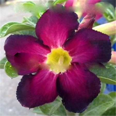 Adenium Obesum Desert Rose PURPLE INNOVATION (семена)