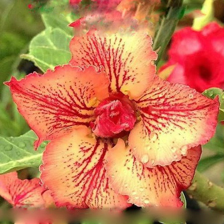 Adenium Obesum Double Flower GINGER ANISE (семена)