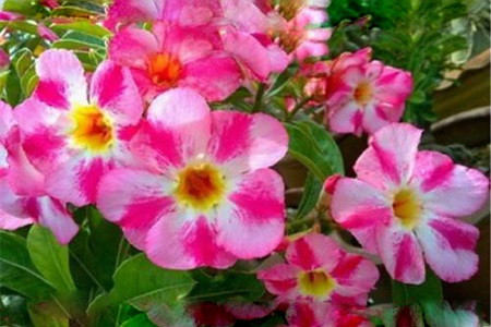 Adenium Obesum Desert Rose BRIGHT & BEAUTIFUL (семена)