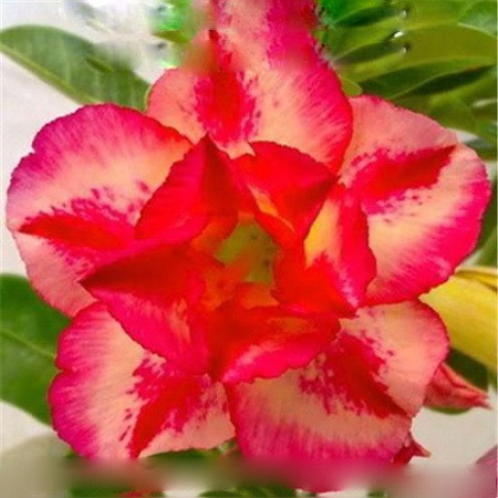 Adenium Obesum Double Flower ORANGE MANDARINA (семена)