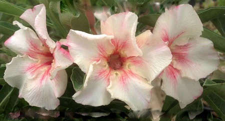 Adenium Obesum Desert Rose EASY WIND (семена)