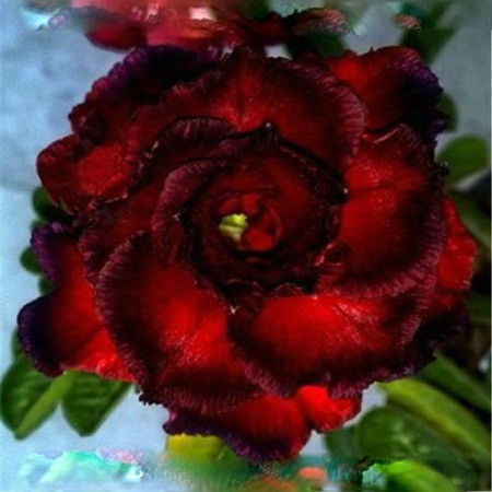 Adenium Obesum Triple Flower DARK SERENADE (семена)