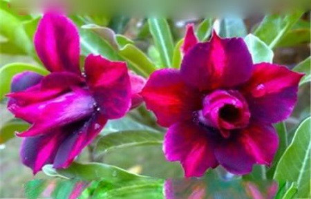 Adenium Obesum Double Flower MEGA FUCHSIA (семена)