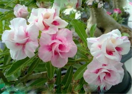 Adenium Obesum Double Flower CHERRY BLOSSOM (семена)