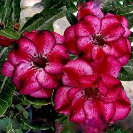 Adenium Obesum Double Flower MON CHERI (семена)
