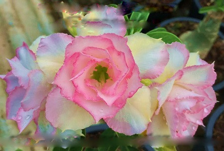 Adenium Obesum Triple Flower SWEET SURRENDER (семена)