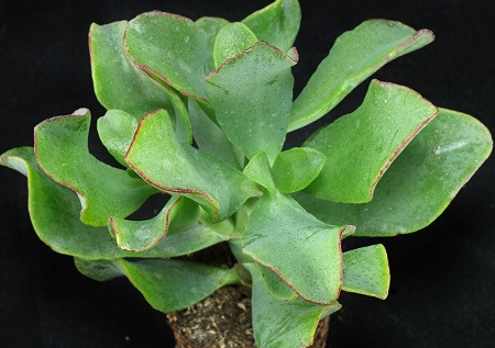 Крассула Древовидная ssp. UNDULATIFOLIA (растение)