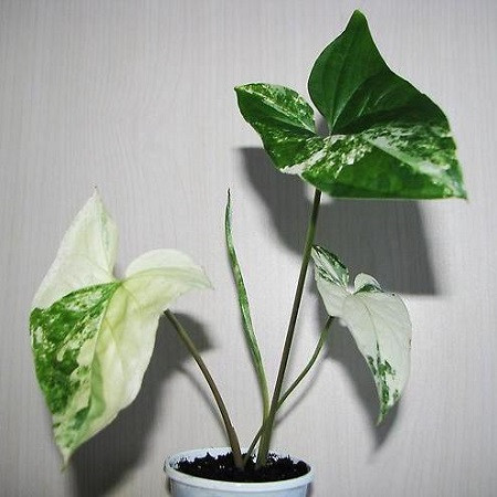 Сингониум Вариегатный IMPERIAL WHITE (растение)