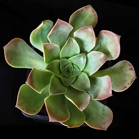 Aeonium CILIATUM или Эониум РЕСНИТЧАТЫЙ (семена)