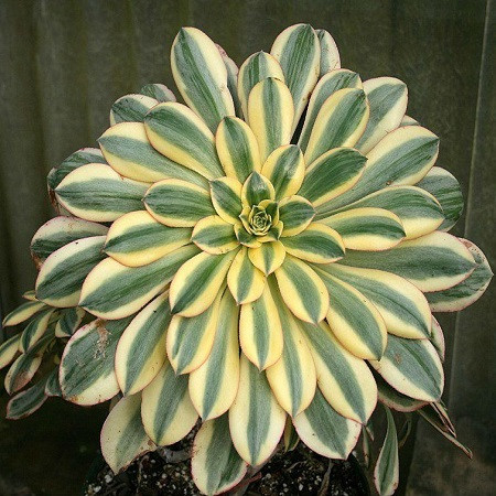 Aeonium SUNBURST или Эониум Солнечные Лучи (семена)