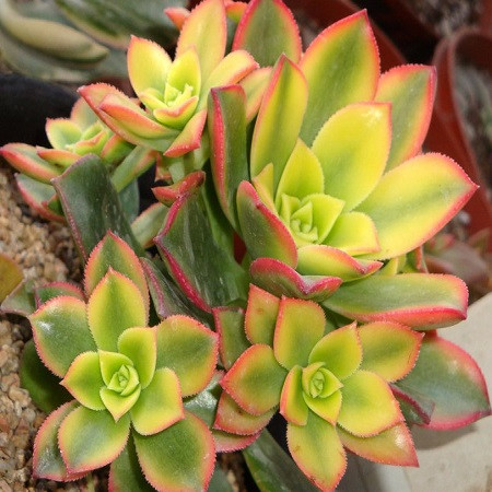 Aeonium DECORUM или Эониум Украшенный (семена)