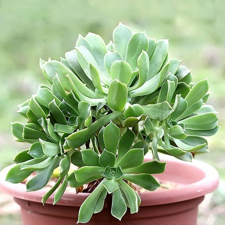 Aeonium LANCEROTTENSE или Эониум Ланцерротский (семена)