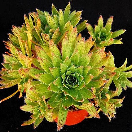 Aeonium SIMSII или Эониум Симса (семена)