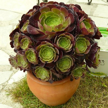 Aeonium VELOURS или Эониум Велюр (семена)