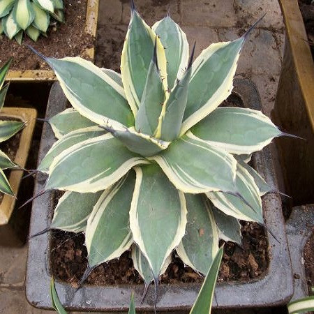 Agave APPLANATA или Агава Аппланата (семена)