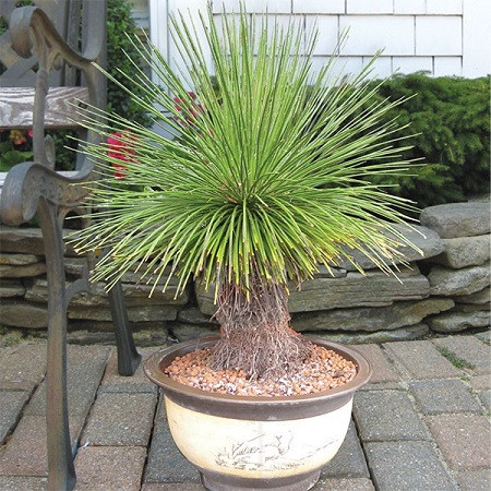 Agave GEMINIFLORA или Агава Сдвоенноцветковая (семена)