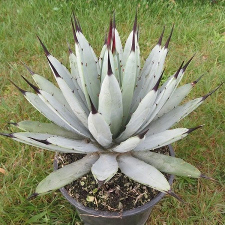 Agave MACROACANTHA или Агава Широкоокаймленная (семена)