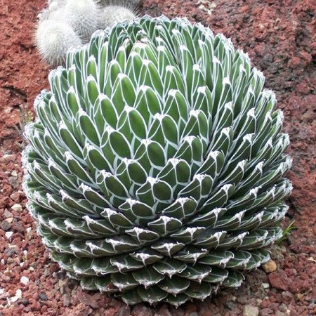 Agave FERNANDI-REGIS или Агава Короля Фердинанда (семена)