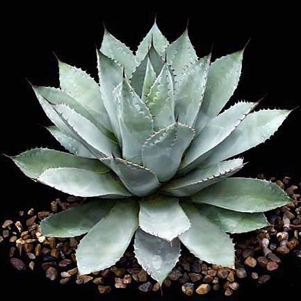 Agave PARRASANA или Агава Паррасская (семена)
