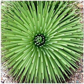 Agave STRICTA v NANA или Агава Сжатая (семена)