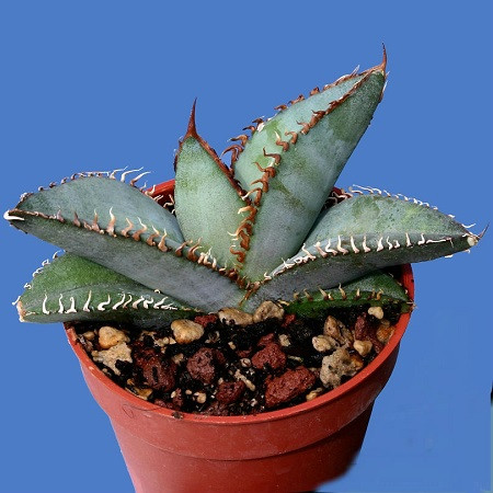Agave TITANOTA или Агава Титанота (семена)