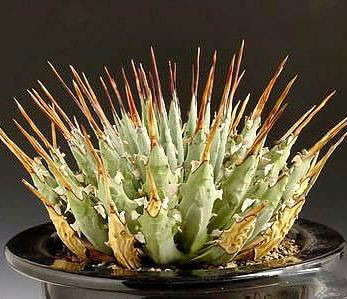 Agave UTAHENSIS var. NEVADENSIS или Агава Ютская (семена)