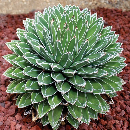 Agave VICTORIAE REGINAE или Агава Королевская Виктория (семена)