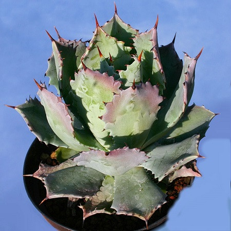 Agave POTATORUM v VERSCHAFFELTII или Агава Потаторум (семена)