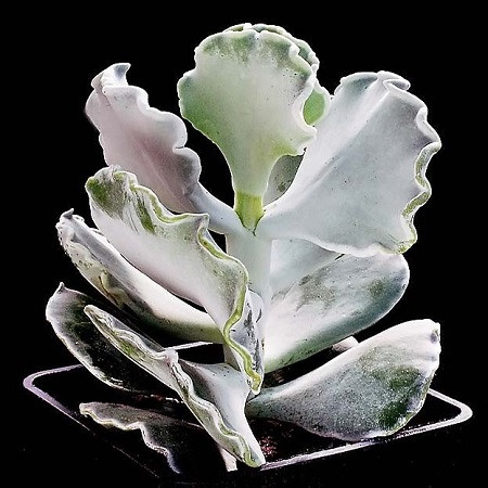 Cotyledon ORBICULATA v UNDULATA или Котиледон Округлый (семена)